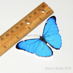 K&ouml;nnte beinhalten: Ein leuchtend blauer Schmetterling mit schwarzen Akzenten und detaillierten Fl&uuml;gelmustern. Ein Holzlineal, in Zoll markiert, liegt diagonal &uuml;ber dem Schmetterling. Der Text "Aun's Studio 2018" ist sichtbar. Die Fl&uuml;gelspannweite betr&auml;gt ca. 10 cm.