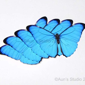 K&ouml;nnte beinhalten: Eine Anordnung leuchtend blauer Schmetterlingsfl&uuml;gel mit schwarzen R&auml;ndern auf wei&szlig;em Hintergrund. Der Text "Aun's Studio 2018" ist ebenfalls zu sehen.
