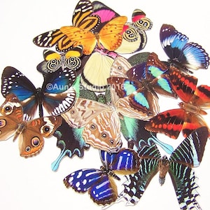 Realistic Paper Butterflies, Ready to use cut outs - 10 pieces