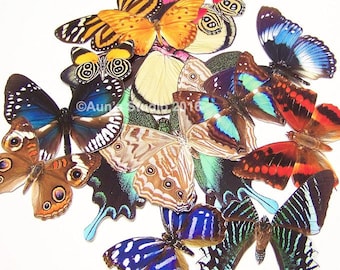 Realistic Paper Butterflies, Ready to use cut outs - 10 pieces