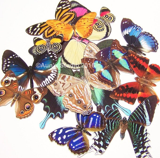 Realistic Paper Butterflies, Ready to use cut outs - 10 pieces