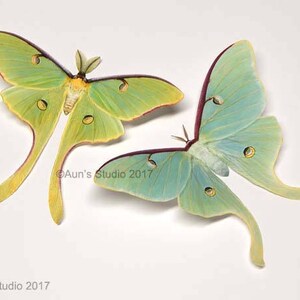 Life-like Paper Butterfly Cutouts - Luna Moth Pair