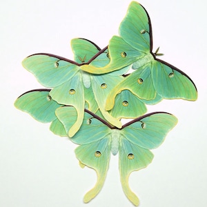 Luna moth Female paper cutouts, 5 large pieces, One sided SPECIAL OFFER, various shades