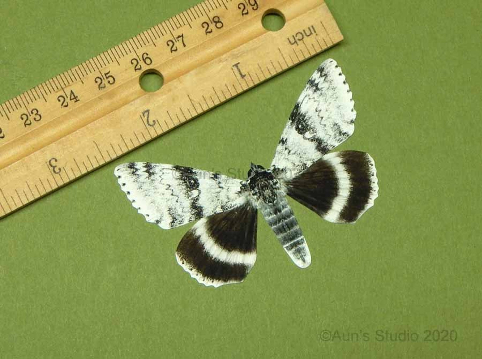 Paper moths Paper moth cutouts Realistic paper moths Black Etsy