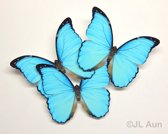 Large Blue morpho paper butterflies, realistic paper butterfly cutouts, 3 pieces One sided