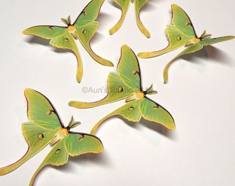 Luna moth, luna moth paper cutouts, realistic paper moths, 5 pieces