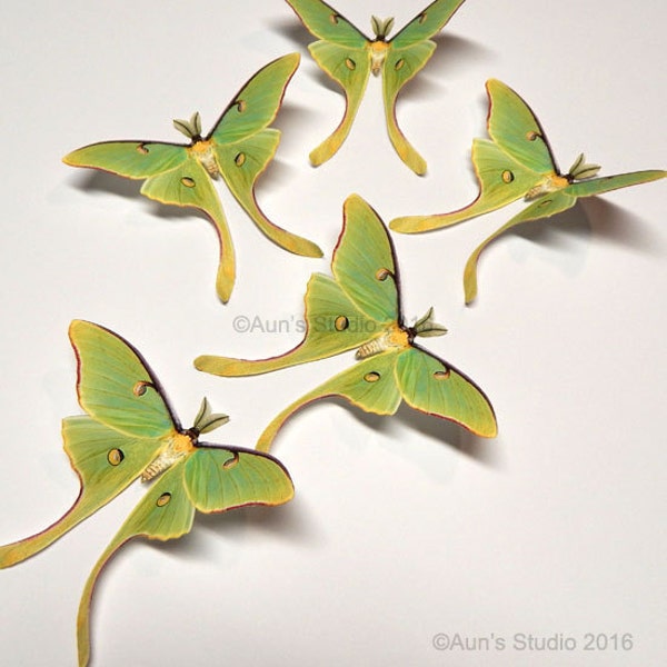 Luna moth, luna moth paper cutouts, realistic paper moths, 5 pieces