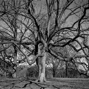 May include: Black and white photograph of a large tree with many bare, twisting branches. The tree's trunk is thick and textured, with shadows cast on the ground. The image captures a natural, outdoor scene.