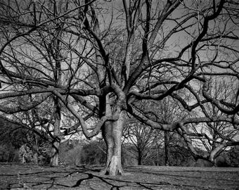 Beech Tree in Prospect Park - 35mm Film Photography Print, NYC Wall Art