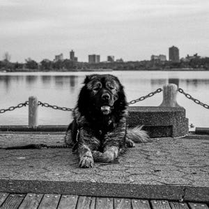 以下が含まれることがあります： コンクリートの桟橋で休んでいる大きな犬の白黒写真。犬は長く暗い毛皮をしており、足を組んで横たわっています。背景には鎖のフェンスと水面があり、遠くには都市のスカイラインが見えます。