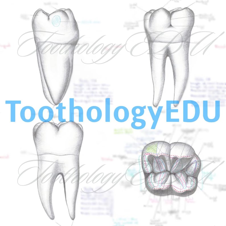 Lower First Molar Anatomy Art Print: Labeled Tooth Drawing (PDF) - Etsy UK