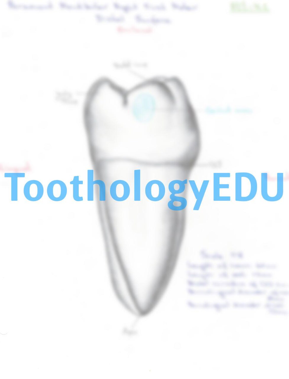 Tooth Drawing Lower First Molar – 4 Views (occlusal, Mesial, Buccal ...