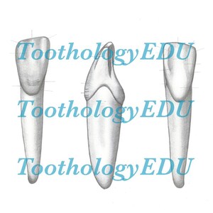 May include: Three detailed pencil drawings of teeth, each showing a different perspective. The text "ToothologyEDU" is printed in a light blue colour across the images. The teeth are white with grey shading, and the background is white.