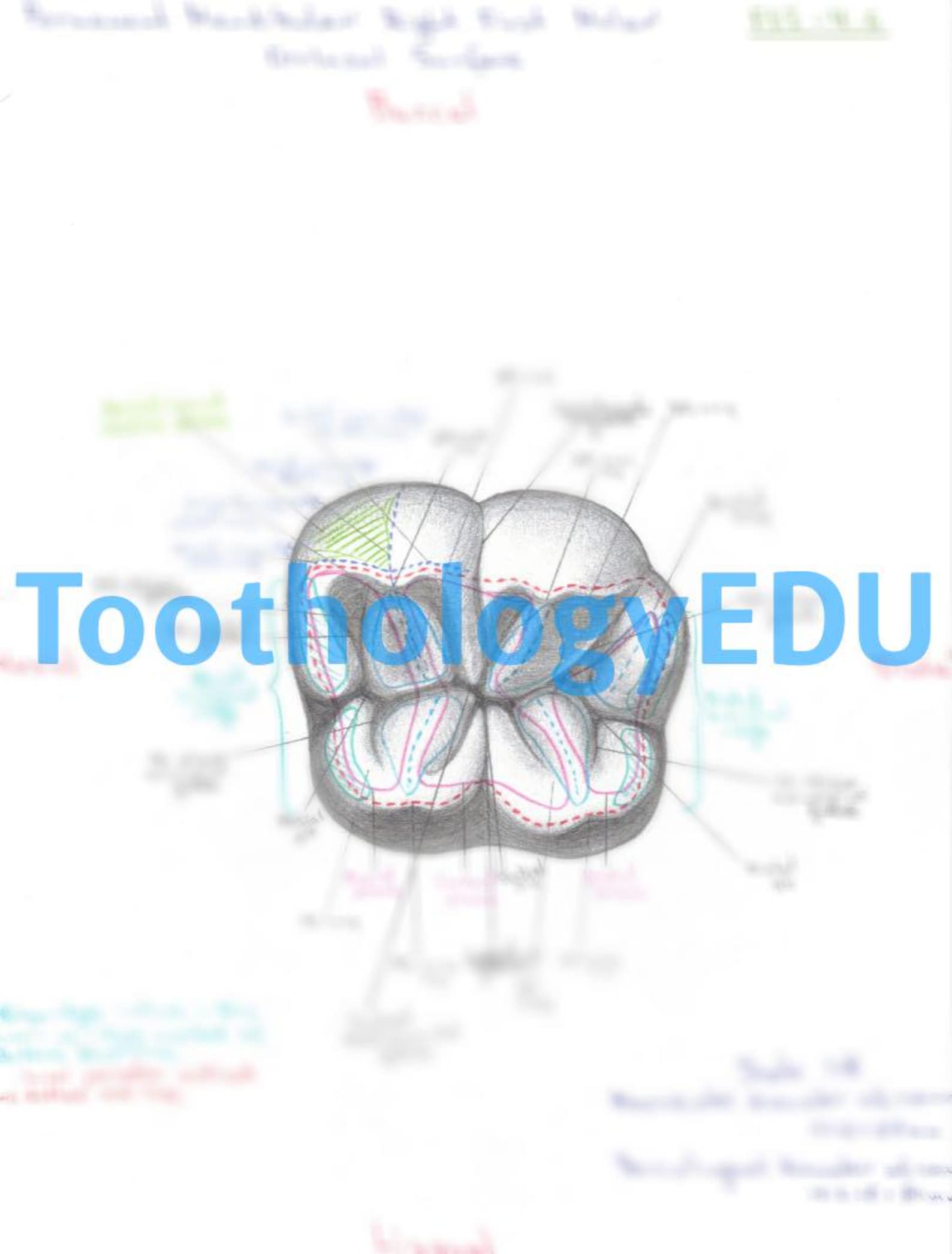 Tooth Drawing Lower First Molar – 4 Views (occlusal, Mesial, Buccal ...