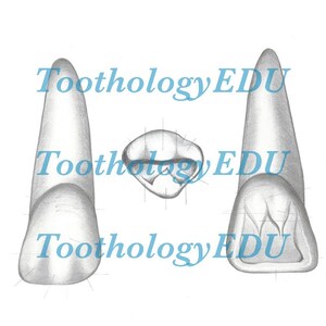 May include: A detailed pencil drawing of three teeth, including a top-down view and two side profiles. The text "Toothology EDU" is watermarked across the image in a light blue color.