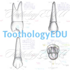 Hand-Drawn Dental Anatomy Tooth Prints: Dentist Study Guide (Digital Download)