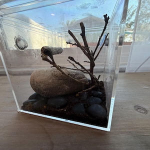 Jumping Spider Enclosure - Acrylic Cube Habitat (4.73”) with Perch & Moss