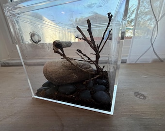 Jumping Spider Enclosure - Acrylic Cube Habitat (4.73”) with Perch & Moss