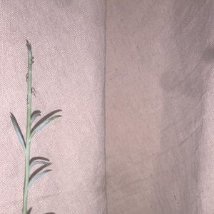 May include: A small succulent plant with long, thin, green leaves growing in a brown paper pot.