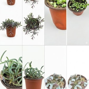 May include: A collection of potted succulents, showcasing various species. The image features plants with green, purple, and blue-green foliage, including string of pearls and other trailing varieties. The pots are a terracotta color.