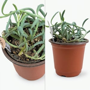 May include: A potted String of Dolphins succulent plant. The plant features trailing, curved, green leaves resembling dolphins. The plant is in a brown plastic pot, set against a white background. A small tag is visible.
