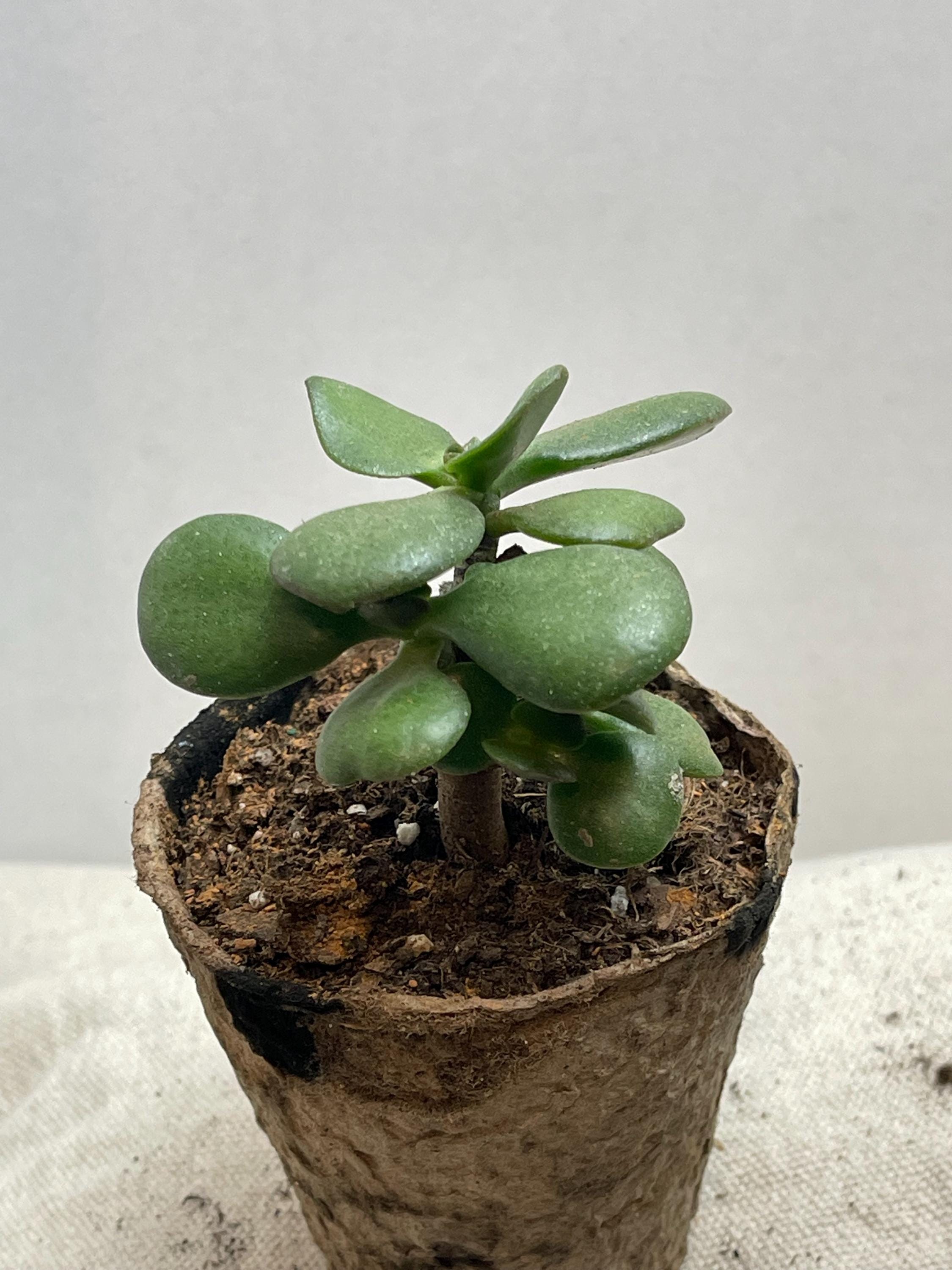 Zed Tree Jade Tree Bonsai Starter Plant - Etsy