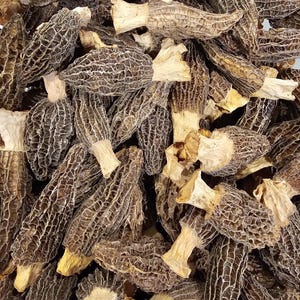 May include: A close-up shot of a pile of morel mushrooms. The mushrooms have a distinctive honeycomb-like cap, with a light brown stem and a dark brown, textured cap. The image is well-lit, showing the details of the mushrooms.