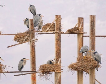 Great Blue Heron Colony Nature Photo 10 x 20, Wildlife, Fine Art Photo