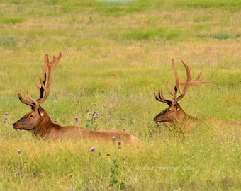 Wildlife Photography, Bull Elk in Velvet Nature Photo