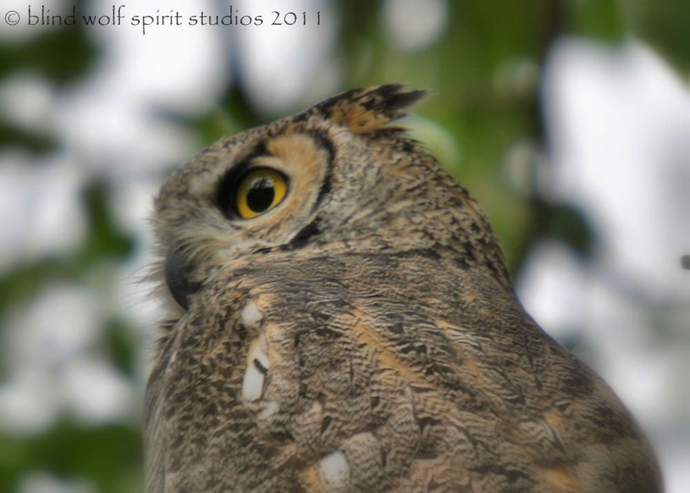 Owl Photography, Great Horned Owl Wildlife Bird Photography Fine Art Photo
