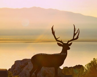 Deer Photography, Autumn Sunrise,  Wildlife Photography Fine Art Photo