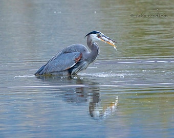 Great Blue Heron, Bird Photography, Woodland, Wildlife Photography, Fine Art Photography