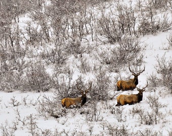 Elk in Snow, Wildlife Photography,  Winter Photography Nature Photo