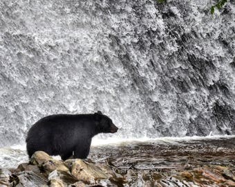 Black Bear Photo, Alaska, Woodland Cabin Decor, Fine Art Photo