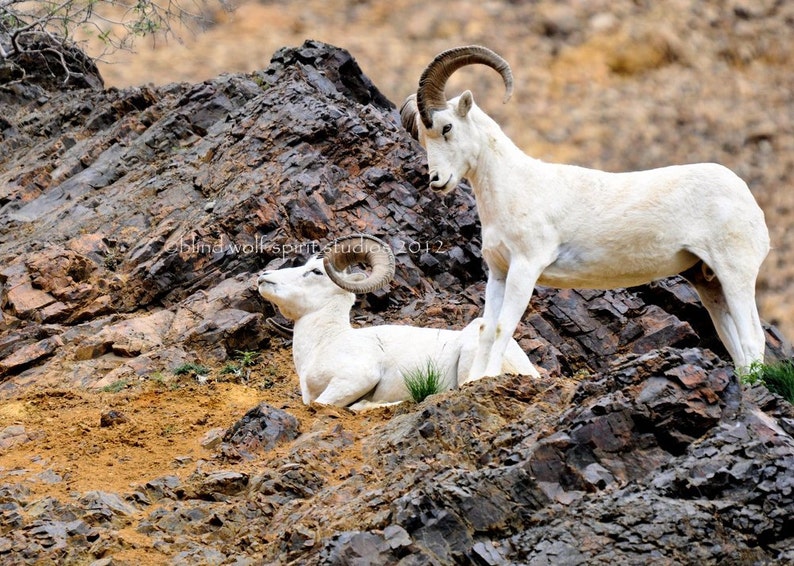 Dall Sheep, Woodland, Wildlife, Alaska, Nature Photo image 1