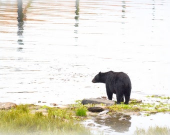 Black Bear, Travel Alaska, Wildlife Photo, Woodland Cabin Decor Fine Art Photo