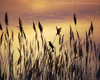 Bird in the Rushes at Sunrise, Bird Watching, Nature Photo