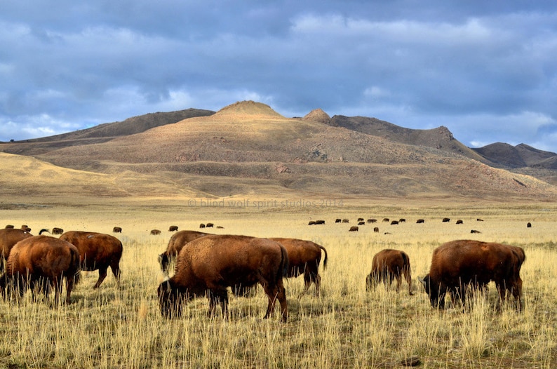 Bison Herd Prairie Photo, Woodland, Wildlife Photography, Fine Art Photography image 1