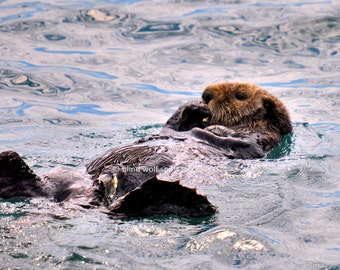 Sea Otter, Wildlife, Alaska, Nature Photo