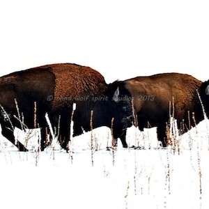 Two Buffalo in Winter, Woodland, Wildlife Photography, Fine Art Photography