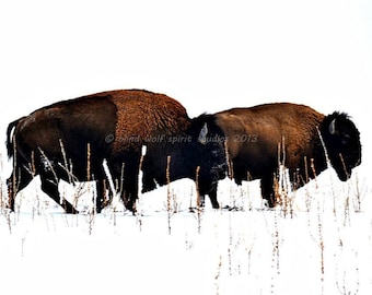Two Buffalo in Winter, Woodland, Wildlife Photography, Fine Art Photography