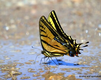 Swallowtail Butterfly Photograph, Insect Photo, Yellow, Fine Art Photo