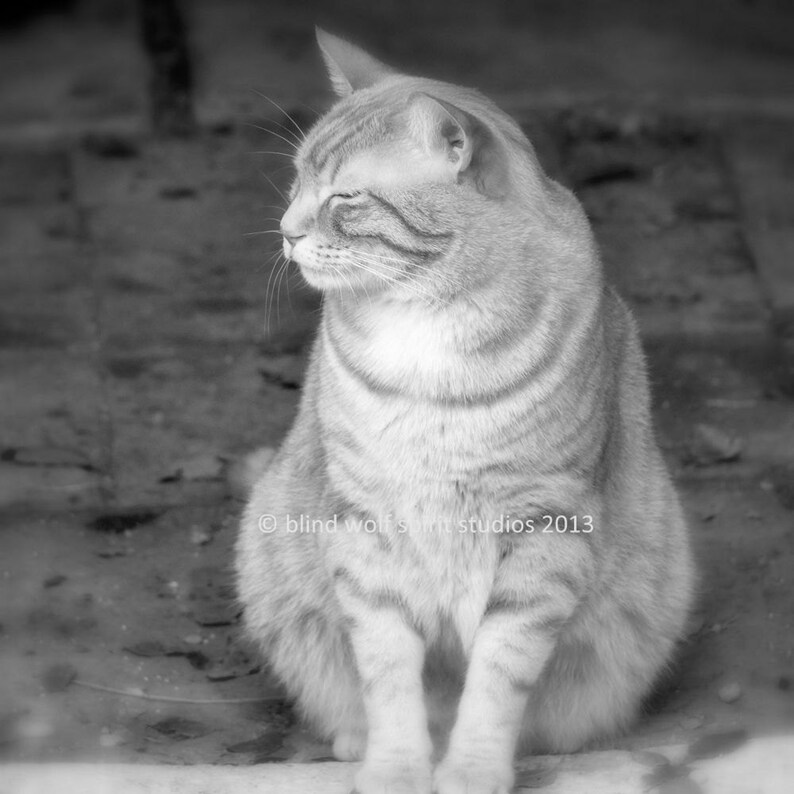 Cat in Black and White, Pet Photography, Cat Photo, Fine Art Photo image 1