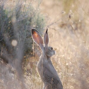 Year of the Rabbit Fine Art Photo