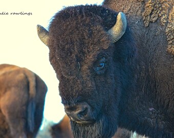 Bison, Woodland, Wildlife Photography, Fine Art Photography