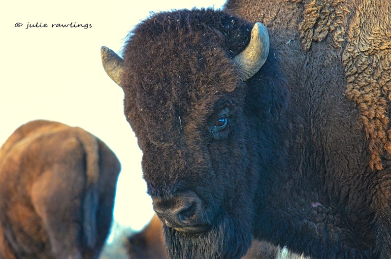 Bison, Woodland, Wildlife Photography, Fine Art Photography image 1