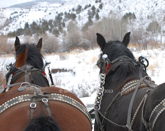 Dashing Through the Snow, Draft Horses, Fine Art Photo