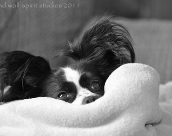 Mindy Papillon hond huisdier fotografie Fine Art foto