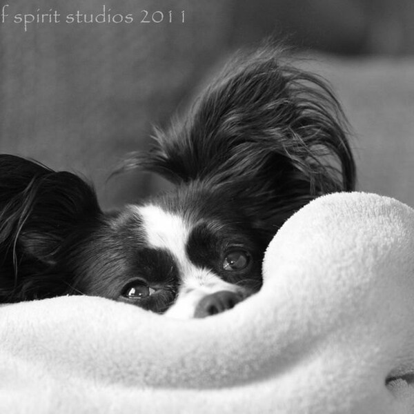 Mindy Papillon Dog Pet Photography Fine Art Photo