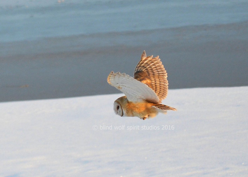 Owl Photography, Bird Photography, Barn Owl in Flight, Woodland, Wildlife Photography, Fine Art Photography zdjęcie 1